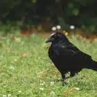 Virginia Birds: An Introduction 8 Virginia Birds